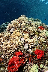 Raja Ampat 2016 - Corail - IMG_4935_rc